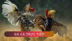 Bí Quyết Chơi Đá Gà Sabong Tại W88 Thắng Lớn Cho Kê Thủ