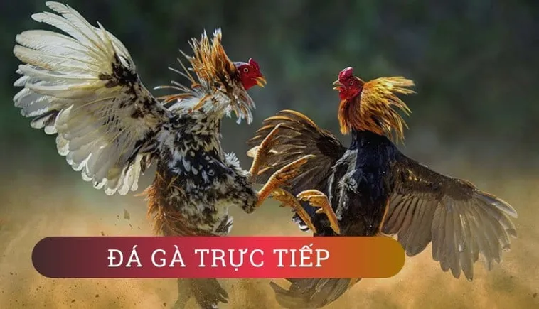 Bí Quyết Chơi Đá Gà Sabong Tại W88 Thắng Lớn Cho Kê Thủ